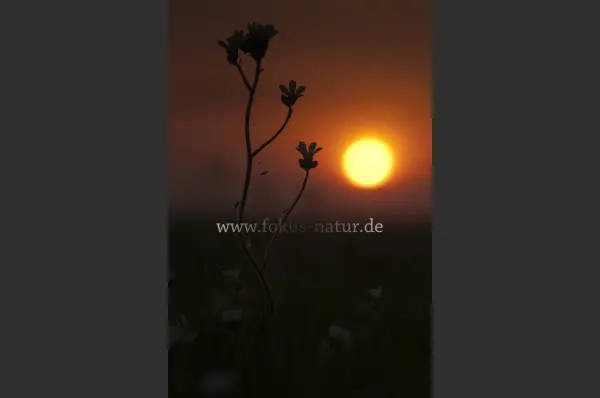 Fokus-Natur Bild