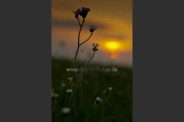 Fokus-Natur Bild