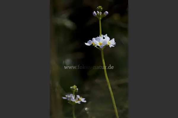 Fokus-Natur Bild