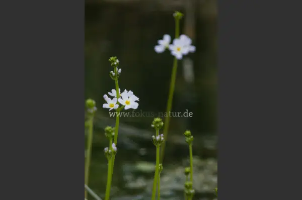 Fokus-Natur Bild