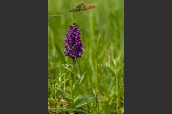 Fokus-Natur Bild