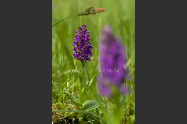 Fokus-Natur Bild