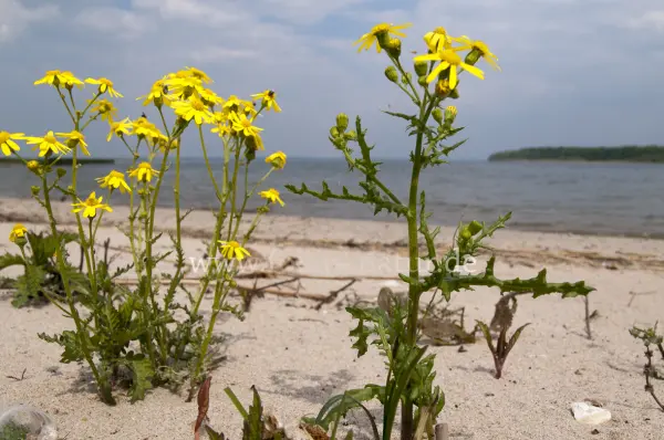 Fokus-Natur Bild