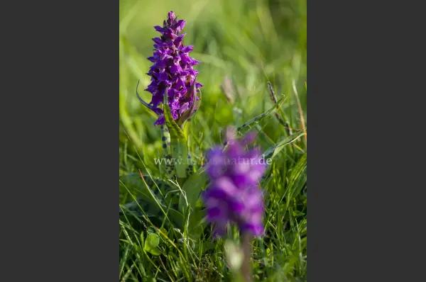 Fokus-Natur Bild