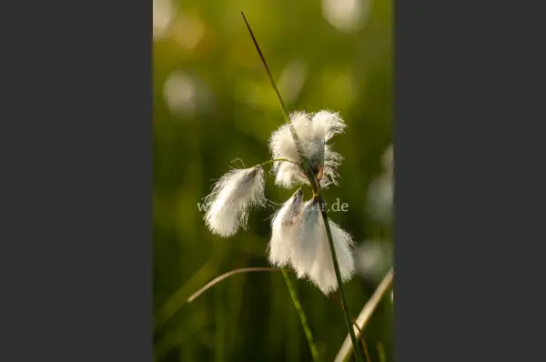 Fokus-Natur Bild