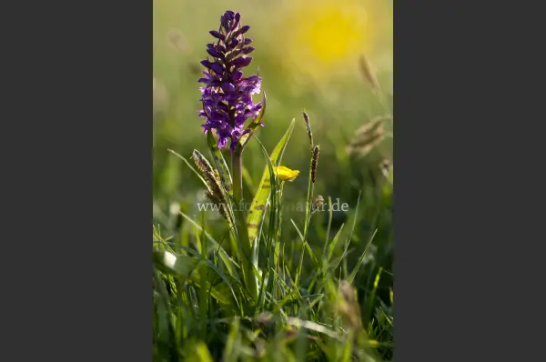 Fokus-Natur Bild