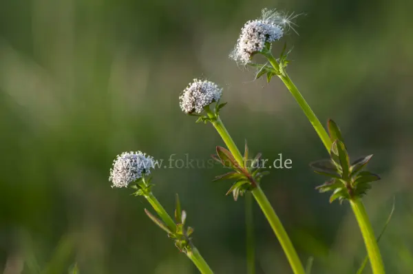 Fokus-Natur Bild