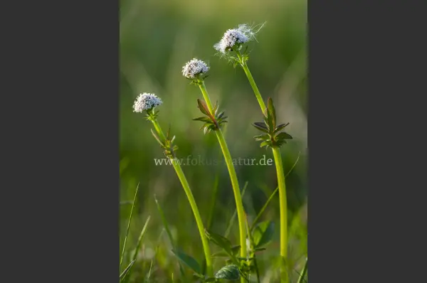 Fokus-Natur Bild
