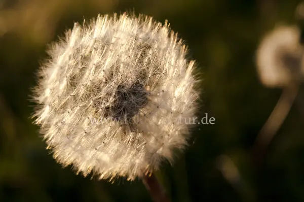 Fokus-Natur Bild