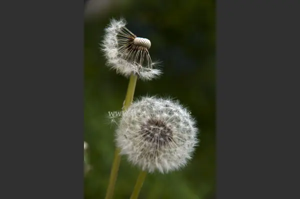 Fokus-Natur Bild