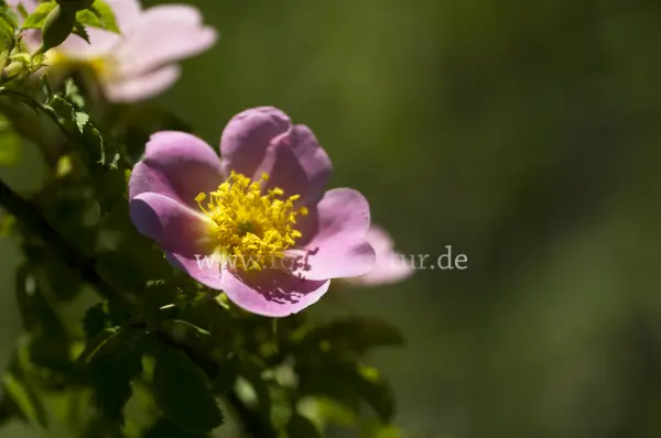 Fokus-Natur Bild