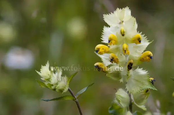 Fokus-Natur Bild