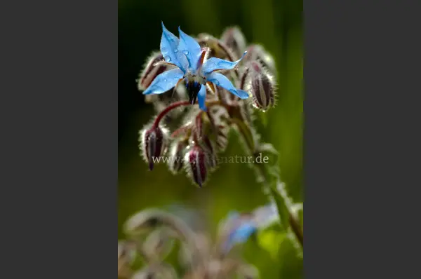 Fokus-Natur Bild