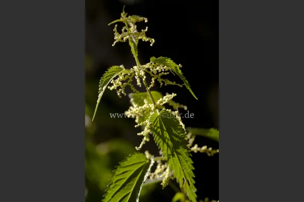 Fokus-Natur Bild