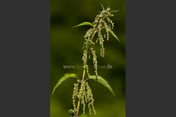 Fokus-Natur Bild