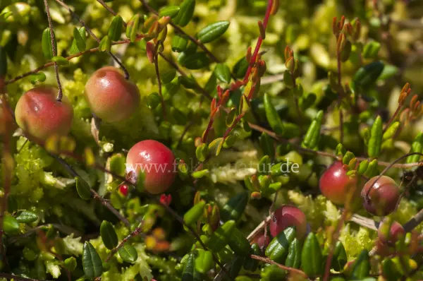 Fokus-Natur Bild