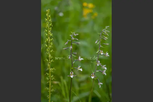 Fokus-Natur Bild