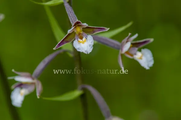 Fokus-Natur Bild