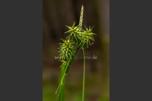 Fokus-Natur Bild