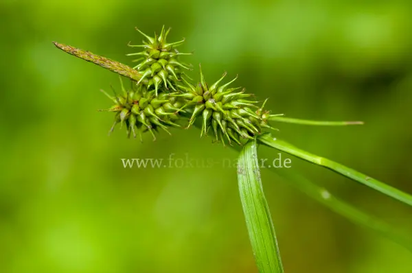 Fokus-Natur Bild