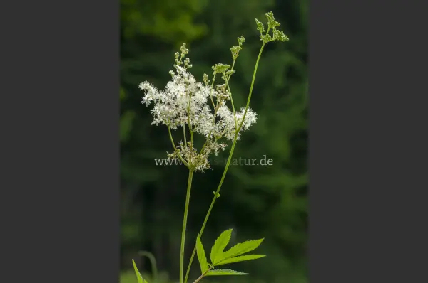 Fokus-Natur Bild