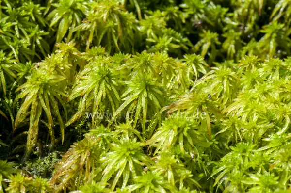 Fokus-Natur Bild