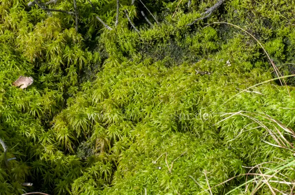 Fokus-Natur Bild