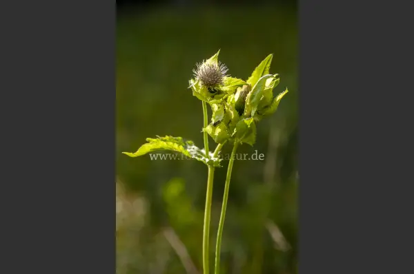 Fokus-Natur Bild
