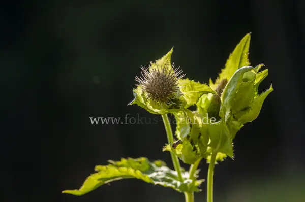 Fokus-Natur Bild