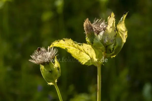 Fokus-Natur Bild