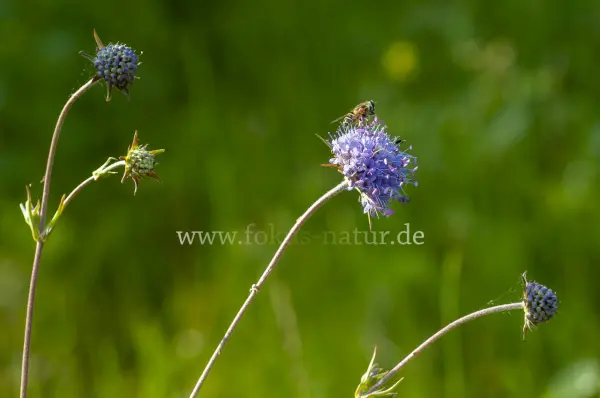 Fokus-Natur Bild