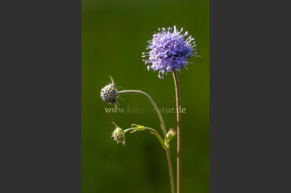 Fokus-Natur Bild