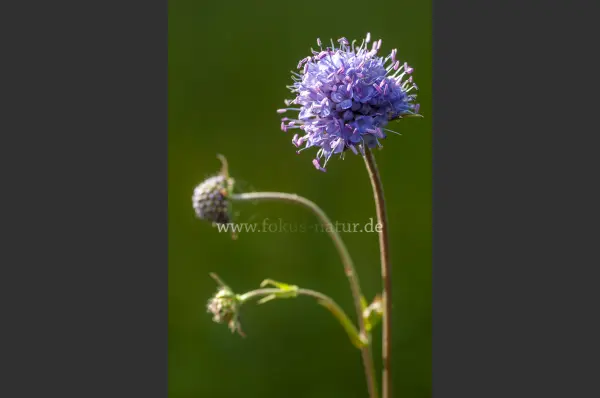 Fokus-Natur Bild