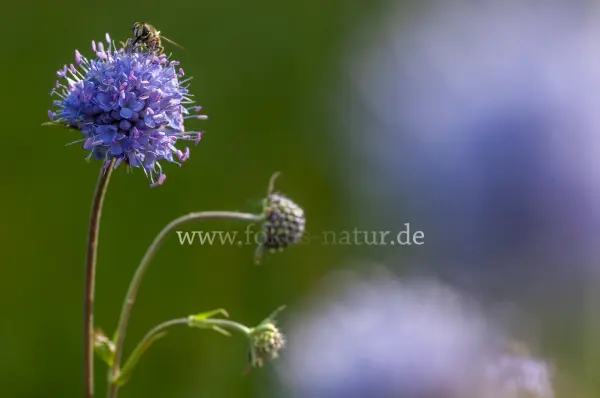 Fokus-Natur Bild