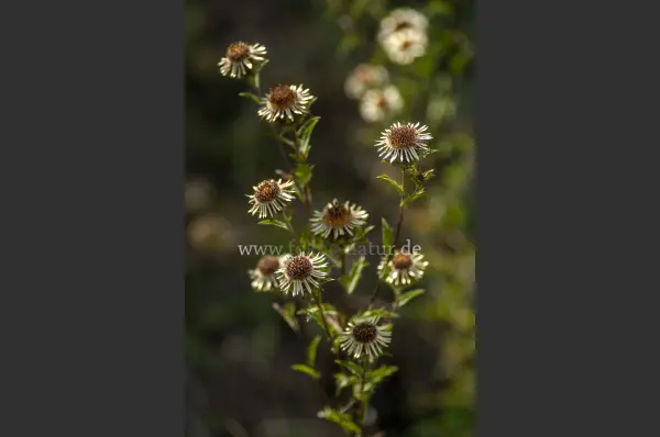 Fokus-Natur Bild