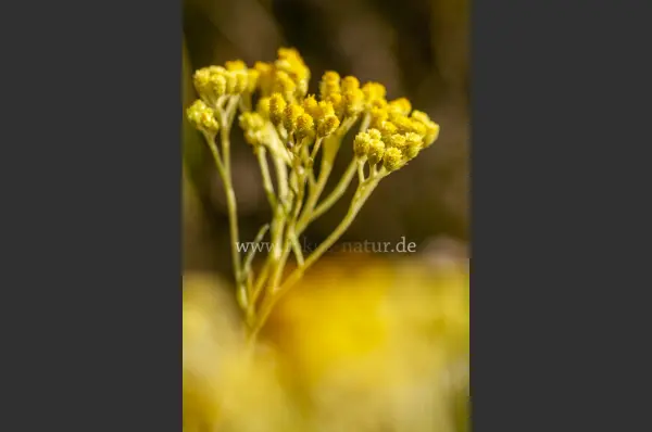Fokus-Natur Bild
