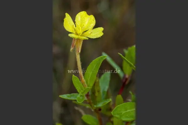 Fokus-Natur Bild