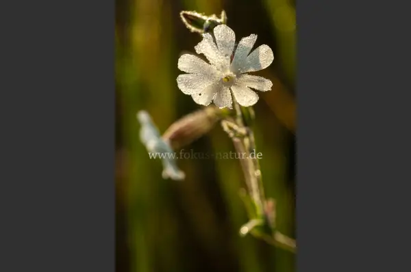 Fokus-Natur Bild