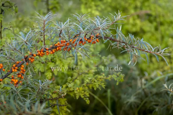 Fokus-Natur Bild