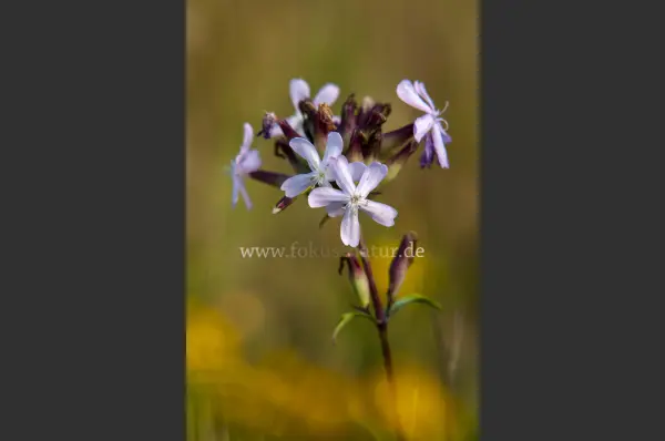 Fokus-Natur Bild