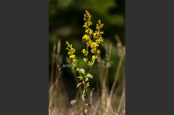 Fokus-Natur Bild