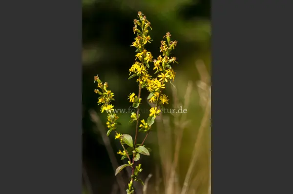 Fokus-Natur Bild