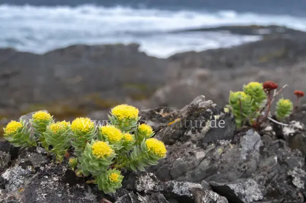 Fokus-Natur Bild