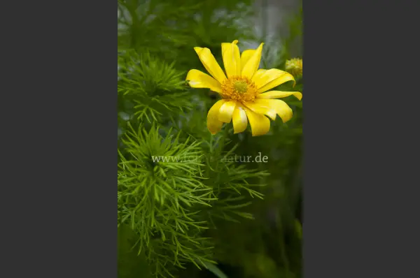 Fokus-Natur Bild