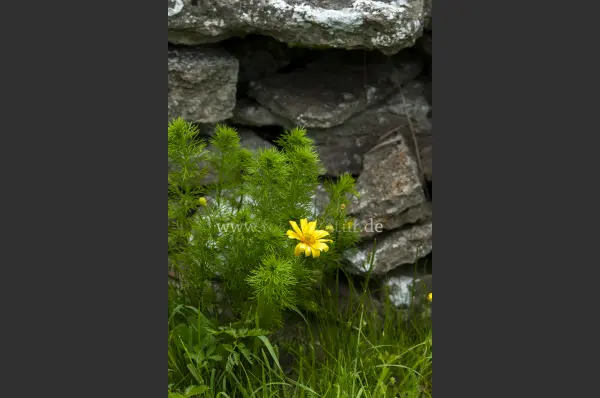 Fokus-Natur Bild
