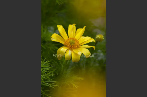 Fokus-Natur Bild