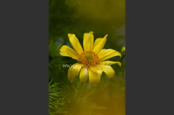 Fokus-Natur Bild
