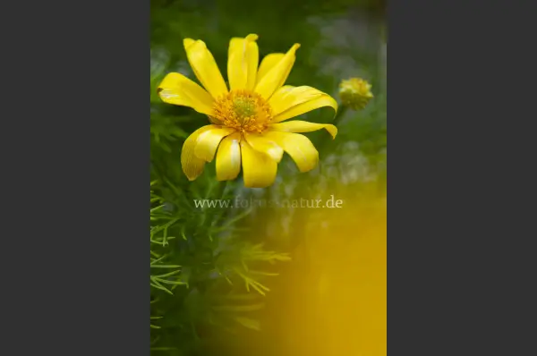 Fokus-Natur Bild
