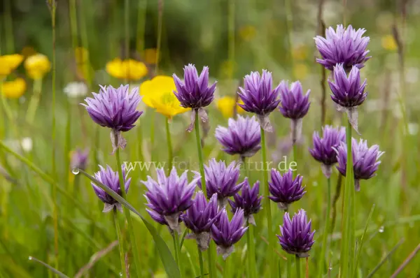 Fokus-Natur Bild