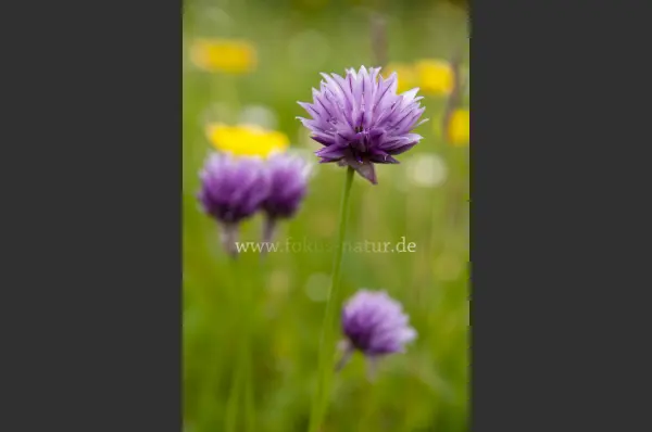 Fokus-Natur Bild